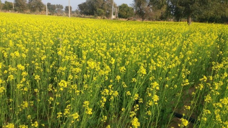 मौसम की नहीं लगे नजर, इन उपाय का होगा असर