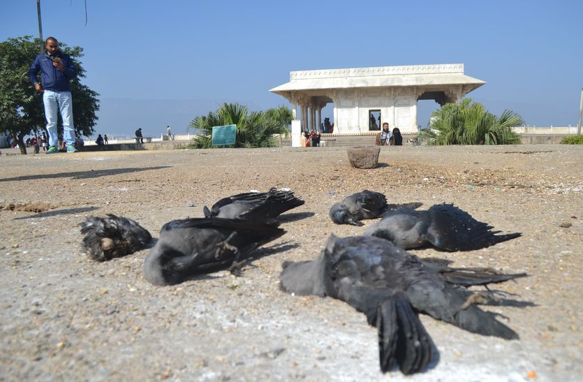 17 जिले में मृत मिले 164 पक्षी