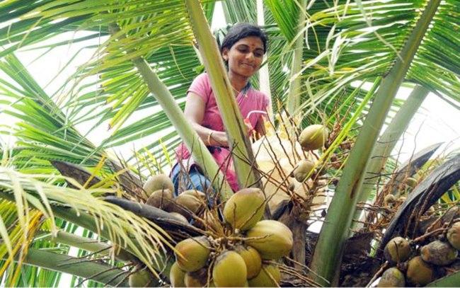Govt take big step to make happy South Indian farmers, income will rise