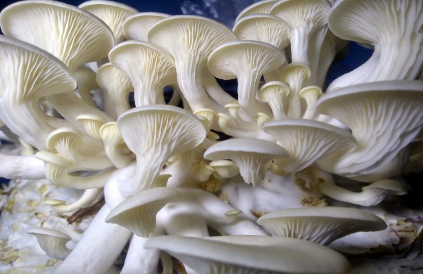 mushroom_farming.jpg