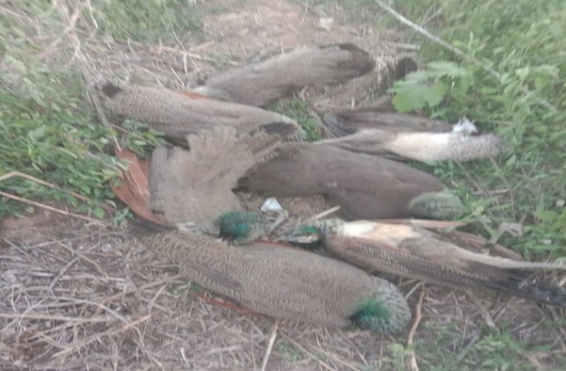 बसव गांव के खेतों में आधा दर्जन से अधिक मोर मिले मृत