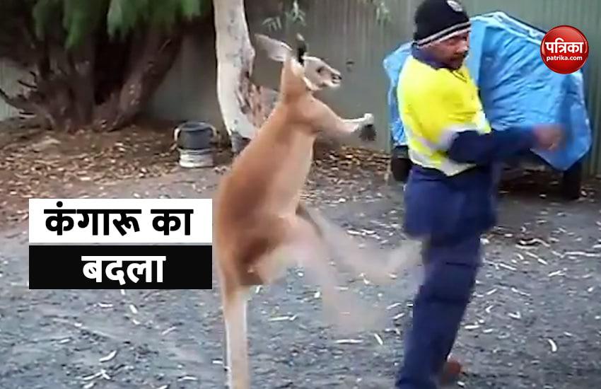 कंगारू ने लिया बदला, शख्स को ऐसे सिखाया सबक, देखें video