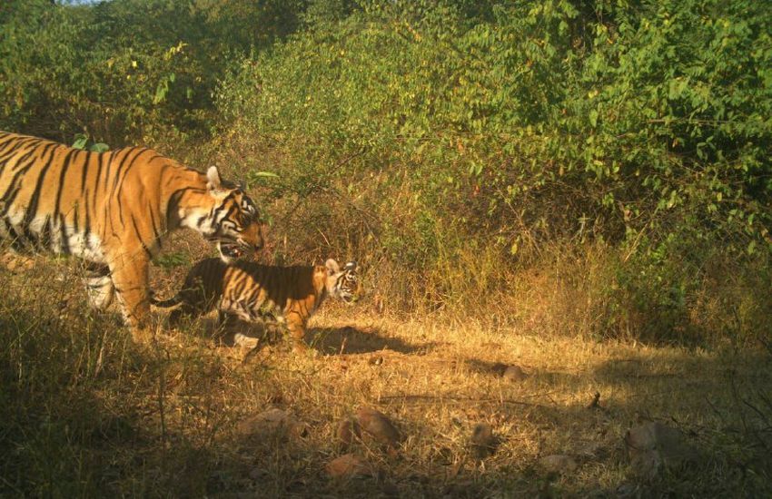जंगल में शुभमंगल, सरिस्का में एक और शावक दिखा, बाघों का हुआ कुनबा 23