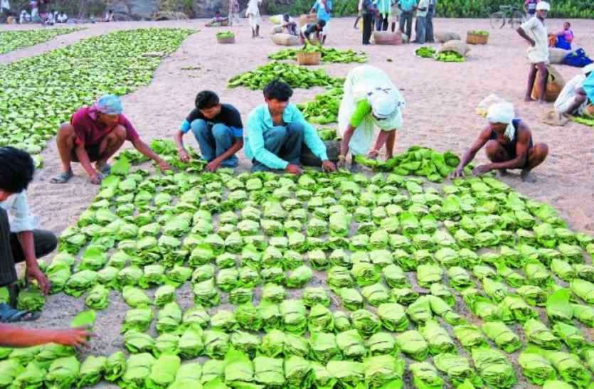बन गया मारवाड़ जनजाति विकास बोर्ड, नामित हो सकेंगे गैर सरकारी सदस्य