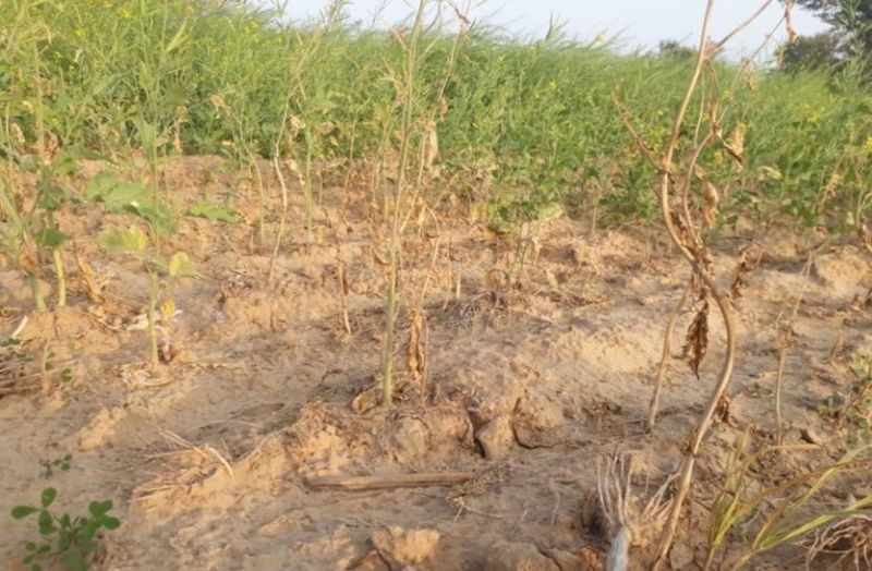 सरसों की फसल में देवका परजीवी का प्रकोप