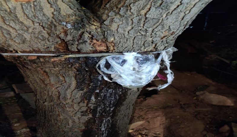 नीम के पेड़ से निकलने वाला सफेद दूध