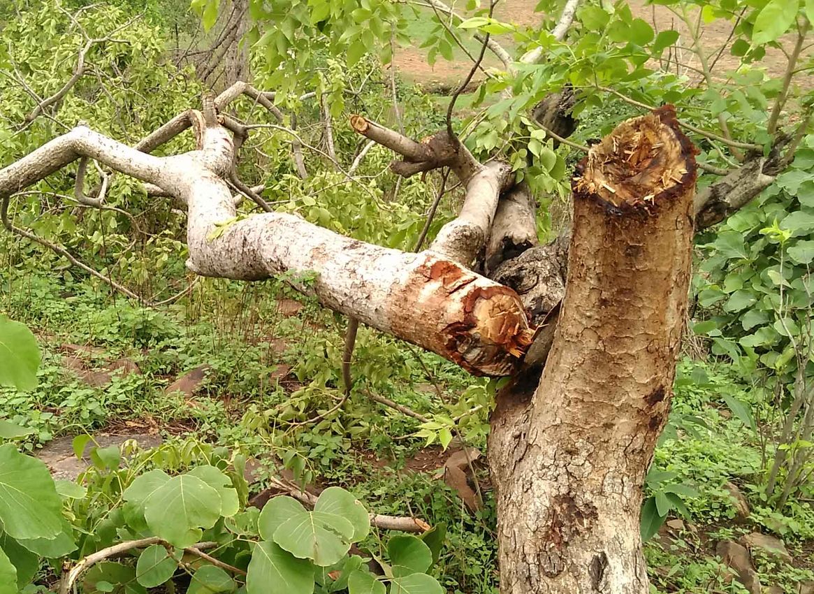 राजनीतिक दबाव व पुलिस प्रशासन का सहयोग नही मिलने से वन विभाग हो रहा लाचार
