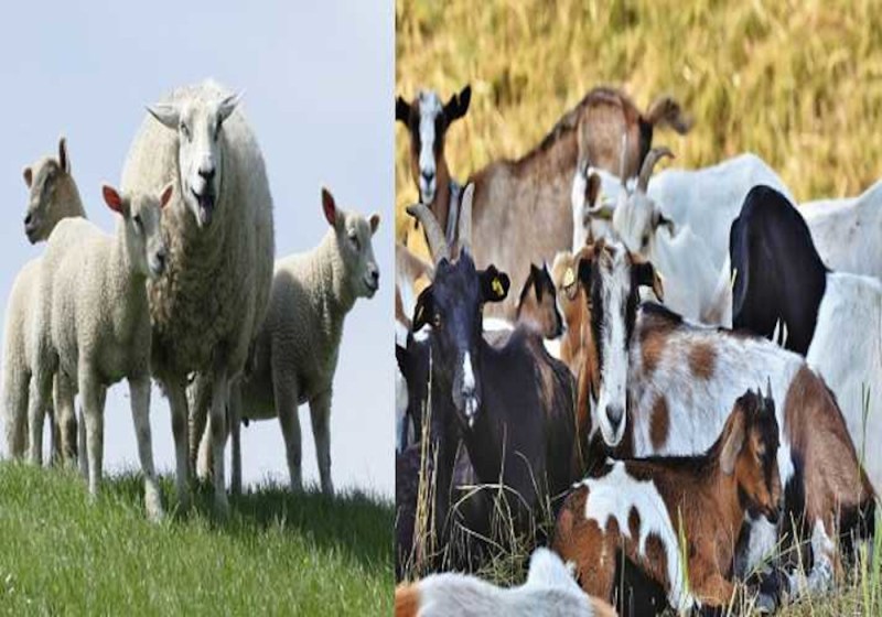 इंसानों की तरह अब भेड़ बकरियों का भी होगा आधार कार्ड, जानिये क्या होगा फायदा