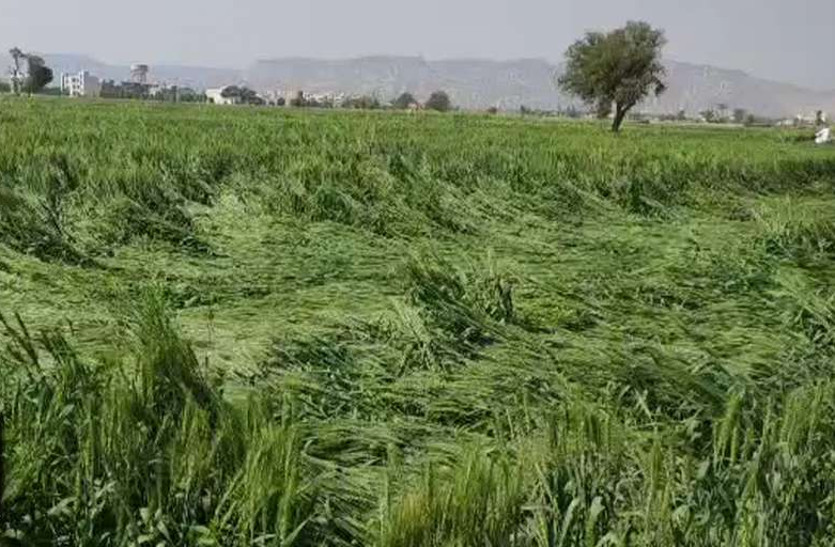 Farmers will soon get compensation for crop damage in rajasthan