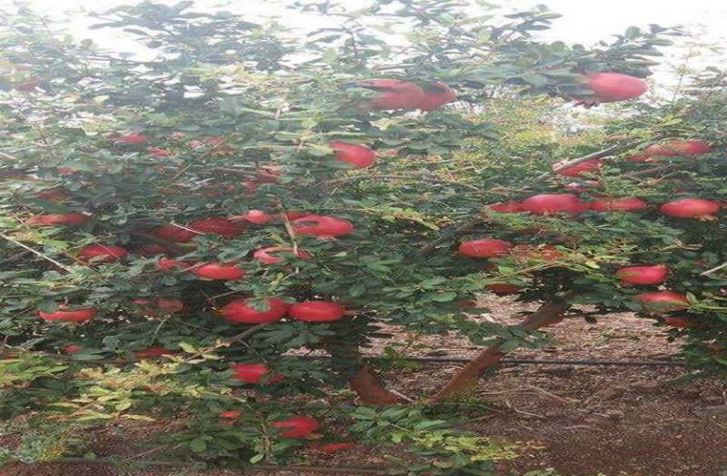 अनार के अच्छे दामों से खिले किसानों के चेहरे