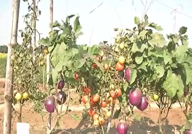 गजब! ग्राफ्टिंग तकनीक से आलू के पौधे में बैंगन, बैंगन के पौधे में उगा टमाटर, किसानों के लिए फायदेमंद है यह तकनीक