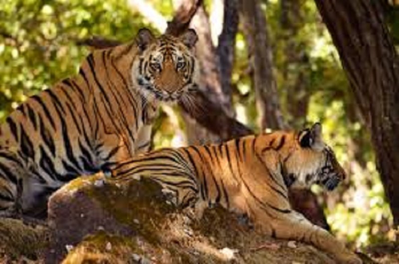 International Tiger Day 2021