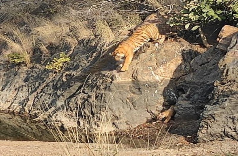 बाघिन टी-60 आई शावक के साथ नजर