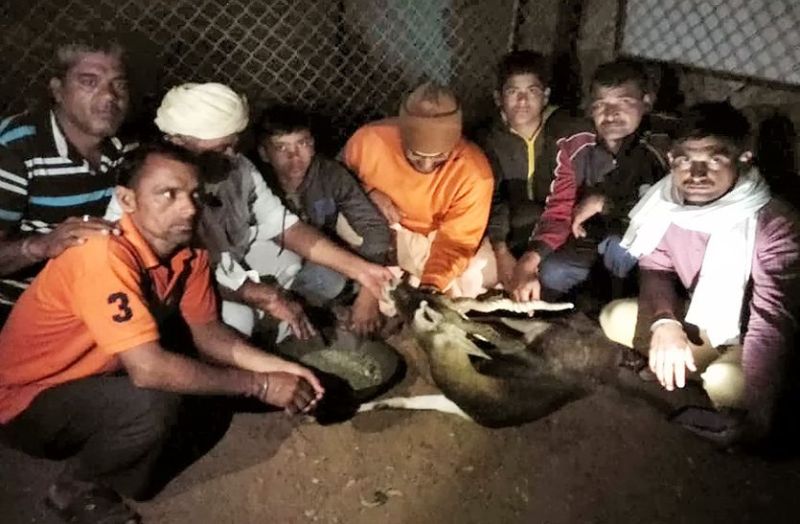 श्वानों के चंगुल में फंसे हिरण को ग्रामीणों ने बचाया