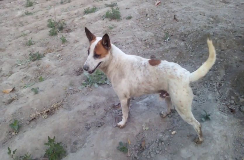 Dog Byte 36 People In Alwar District Of Rajasthan