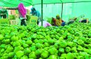 नेपालियों को भा रही कवर्धा की शिमला मिर्च