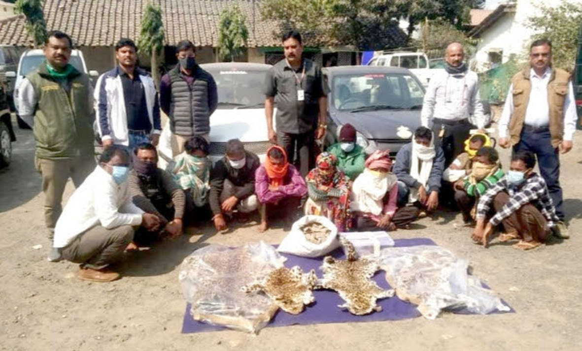 Smugglers gang caught with leopard skins and 20 kg pangolin scales