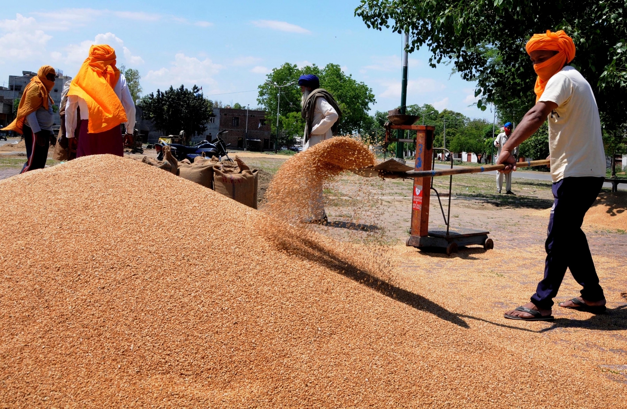 Production of wheat expected to be at record 115 million tonnes: IIWBR