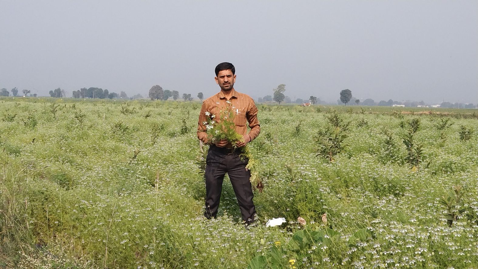 In Kathora, there will be a field-barn smelling from fennel, vigorous production will happen