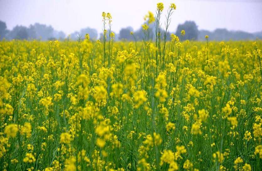Mustard Price Crosses 6 Thousand Per Quintal For The First Time