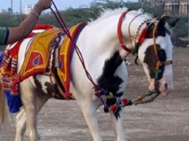 salman khan offers-rejected horse