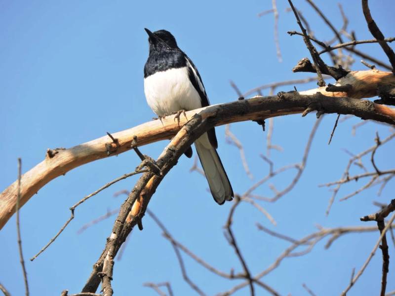 बिग-बर्ड डे पर विशेषज्ञों ने की केम्पस बर्ड काउंटिंग