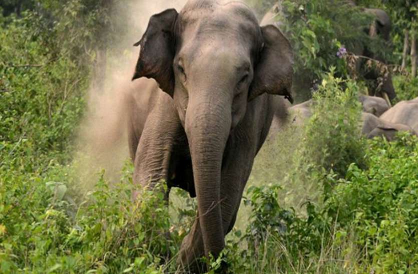 Mahout, assistant booked for brutally attacking elephant at rejuvenati