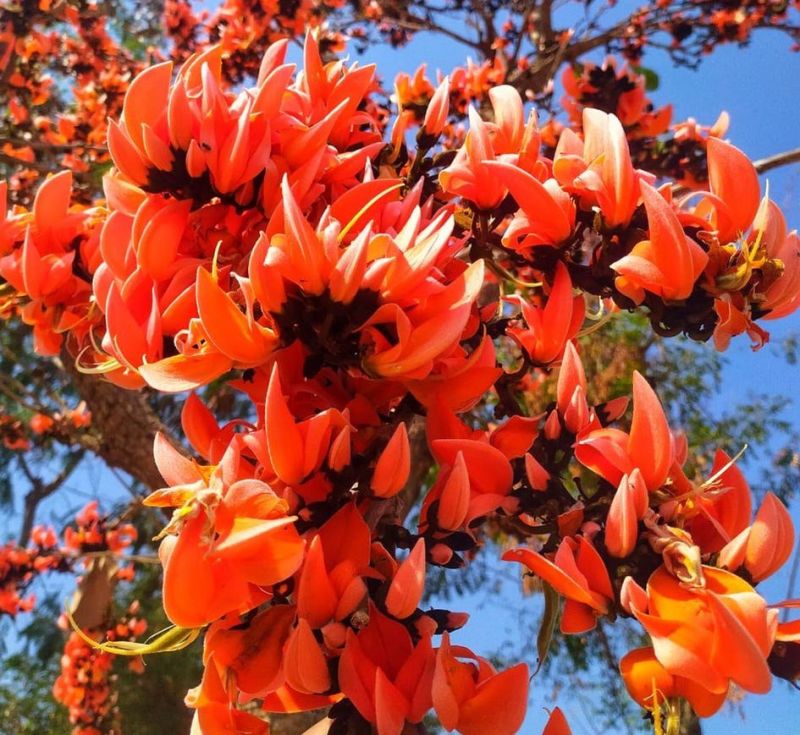 Mewar forest decorated with palash flowers