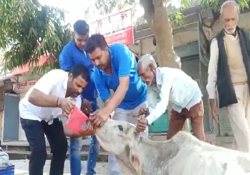 करोड़ों रुपये खर्च होने के बावजूद सड़कों पर बीमार दिख रही गायें, मदद के लिए आगे आ रहे लोग 