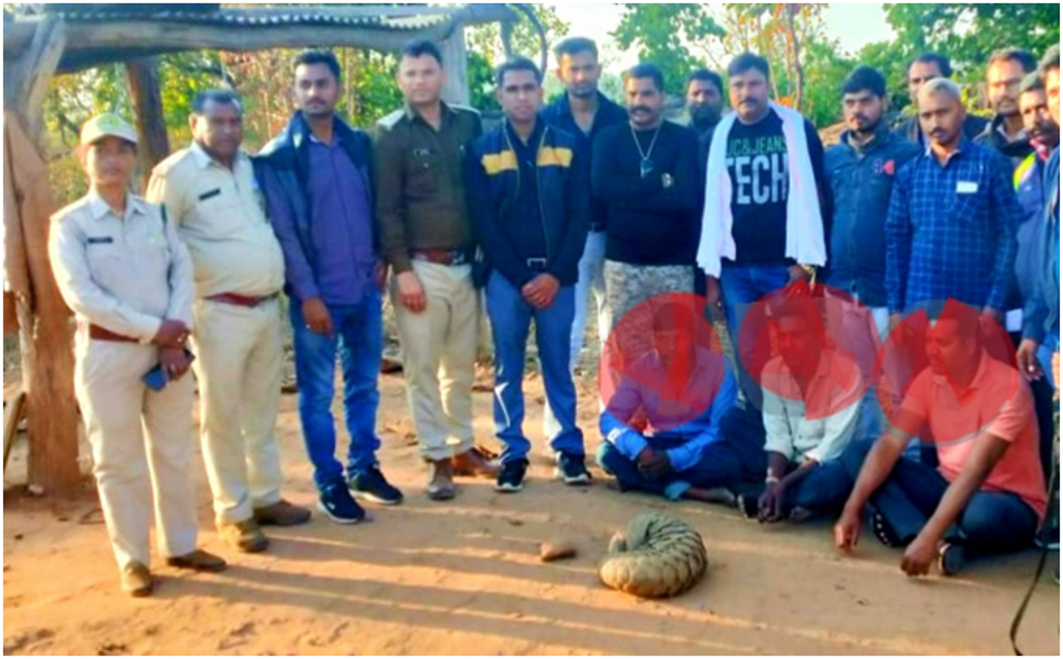 Three smugglers arrested, accused of selling live pangolin