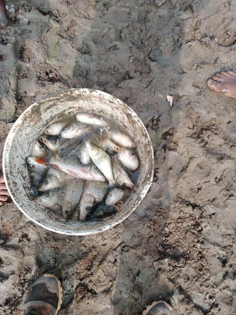 जिले में होगा पंगास मछली का उत्पादन
