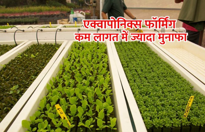 aquaponics_farming_tips_in_hindi.jpg