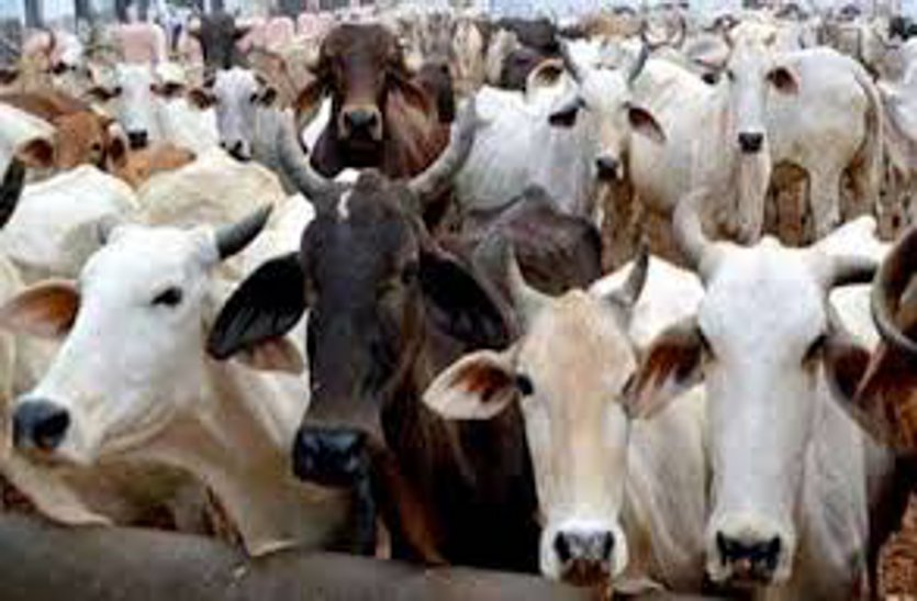 नहीं रूक रही गौ तस्करी, बालोद में तीस गायों को मारते-पीटते ले जा रहे थे कत्लखाना, 6 लोगों के खिलाफ मामला दर्ज