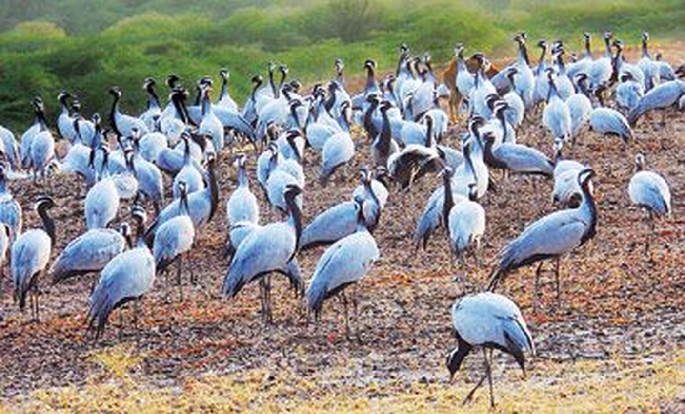 कुरजां को याद आने लगा वतन, 6 से अधिक समूह ने भरी गंतव्य की ओर उड़ान