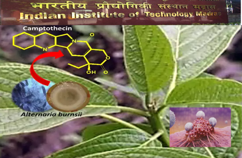 आइआइटी मद्रास ने कैंसररोधी दवा कैम्पटोथेसिन के स्रोत का विकल्प खोजा