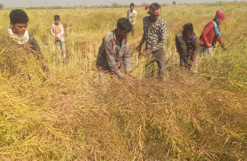 सरसों की कटाई के लिए किसान करेंगे 9 करोड़ रुपए की मजदूरी का भुगतान