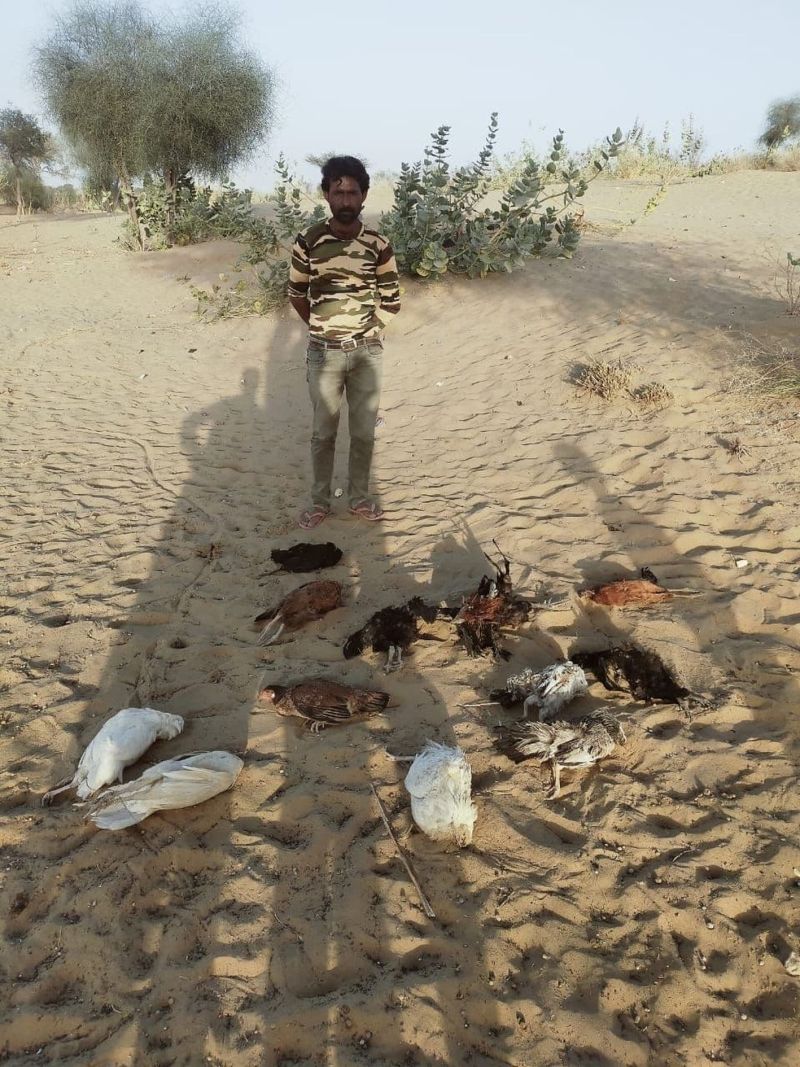 बाड़मेर में बर्ड फ्लू की आशंका से लोग चिंतित