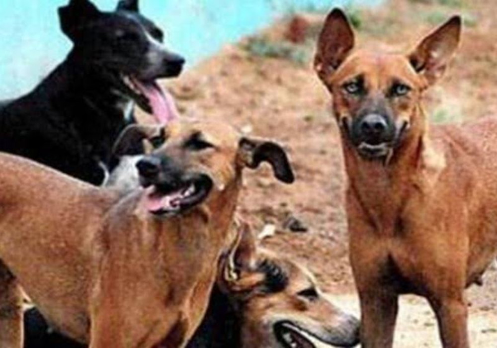 यूपी में एक और वायरस ने दी दस्तक, आंतें सड़ने से हुई कई जानवरों की मौत, बेहद खतरनाक है यह संक्रमण