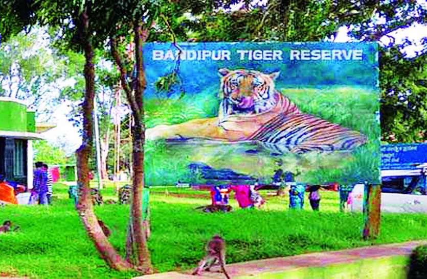 tigress caught in bandipur tiger reserve