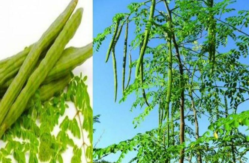 सहजन की फली से कंट्रोल होती है डायबिटीज, कुछ इस तरह करें सेवन