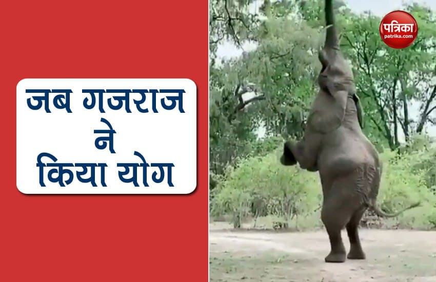 Video: जब गजराज जंगल में करने लगे योग, देखकर आप भी रह जाएंगे दंग