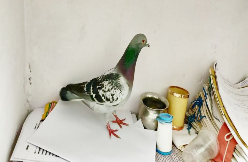 Rajasthan Police Caught Suspicious Pigeon Near Behror Alwar