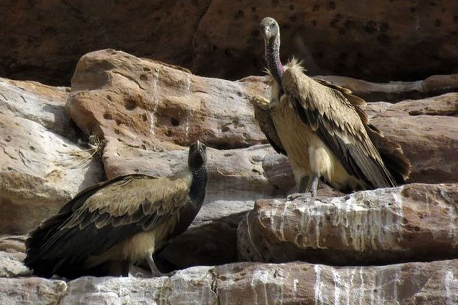 सदियों से दुर्लभ पक्षियों की पनाहस्थली बना हुआ है गढ़ मेहरान