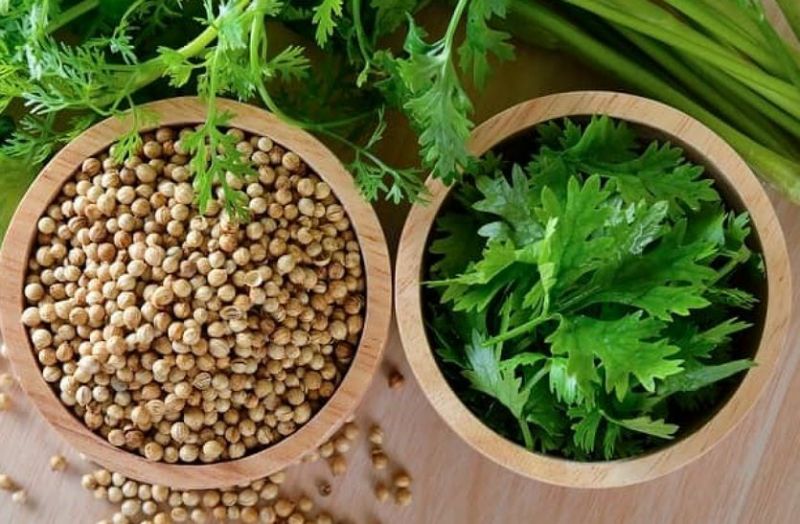 धनिया के बीज सेहत के लिए फायदेमंद, रस पीने से मिलेगा इन बीमारियों से छुटकारा