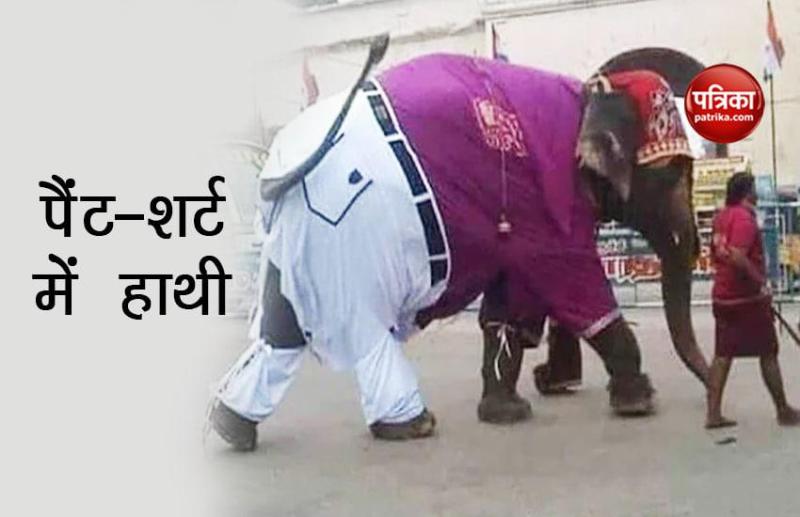 elephant in pant shirt