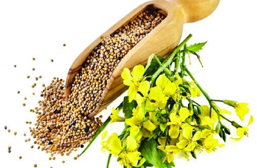 Mustard oil: सेहत के लिए भरोसेमंद है सरसों का तेल
