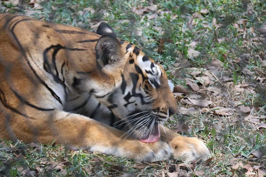 कित्तूर रानी चेनम्मा चिडिय़ाघर में सफारी के लिए बाघों का इंतजार