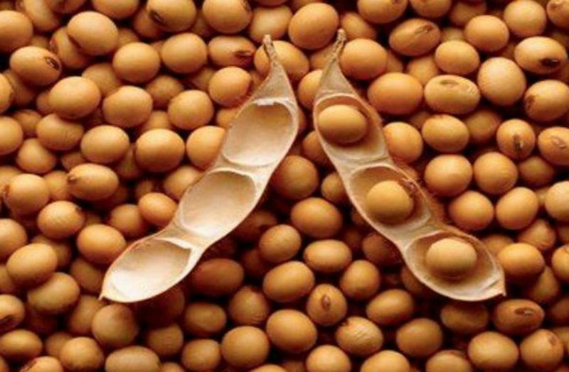 हार्ट और किडनी के लिए फायदेमंद है सोयाबीन, खून की कमी भी करती है दूर