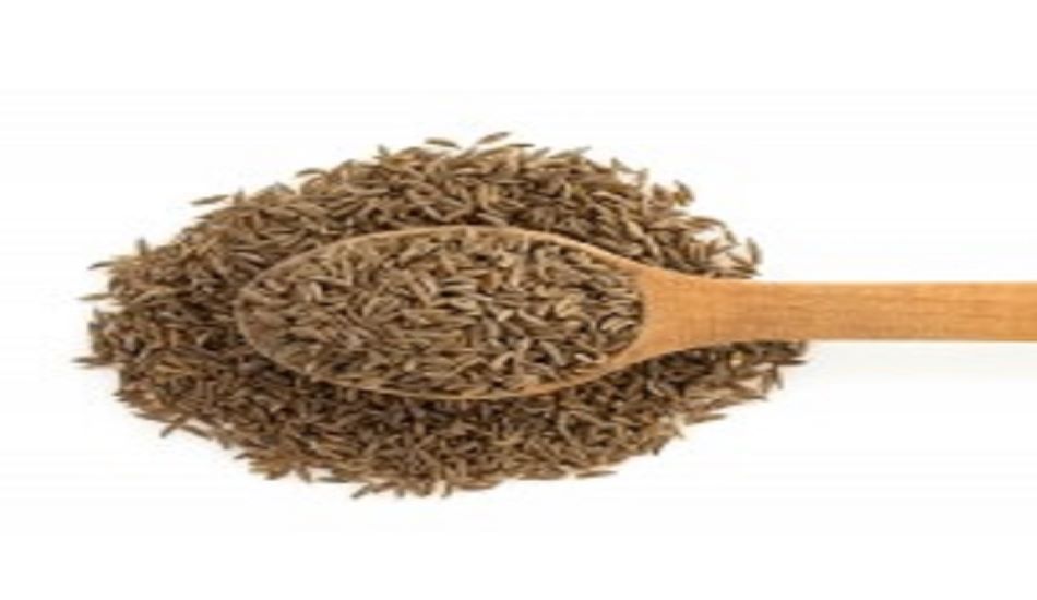 AGRI--जीरा-ईसब को कटाई से होने वाले नुकसान से बचाएगा कृषि विवि