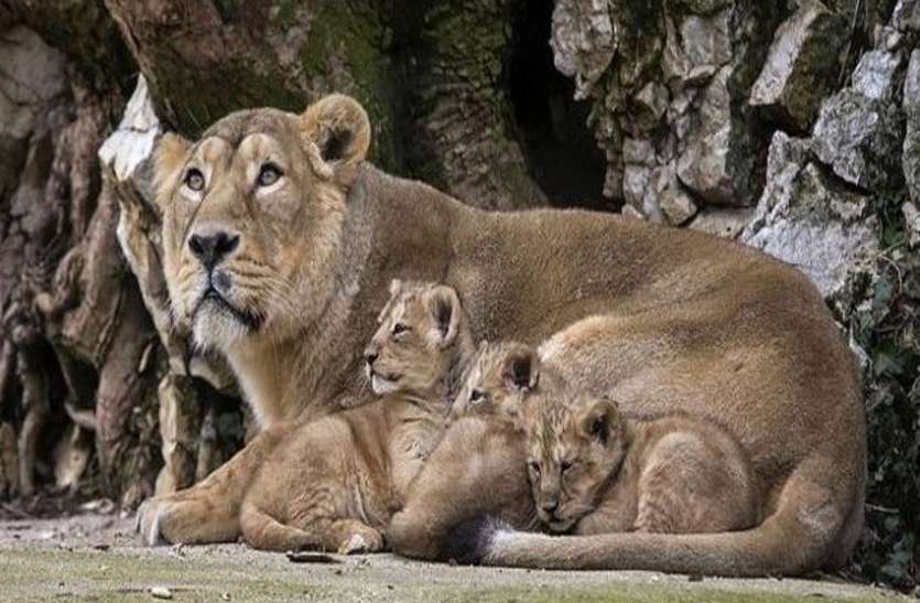 illegal Lion show: अवैध रूप से एशियाई शेर दिखाने के मामले में घटना स्थल की जमीन को सरकार को लेने का निर्देश